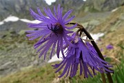 38 Soldanella della silice (Soldanella pusilla)